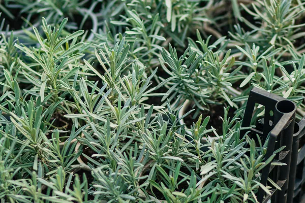 Lavender seedlings in a garden setting