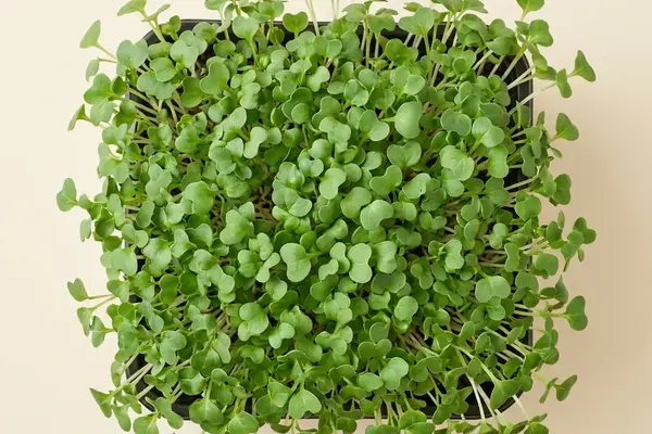 Tender broccoli microgreens in a growing tray