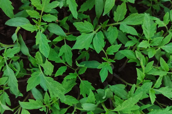 Cherry tomato seedlings ready for transplant