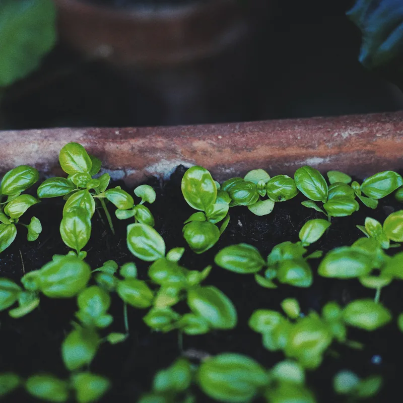 Fresh lavender herb seedlings ready for the garden