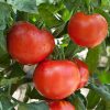 Tomato Seeds